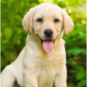 Meet your Posher, Carli